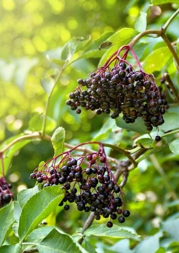Sampo Elderberry 1 Sampo Elderberry