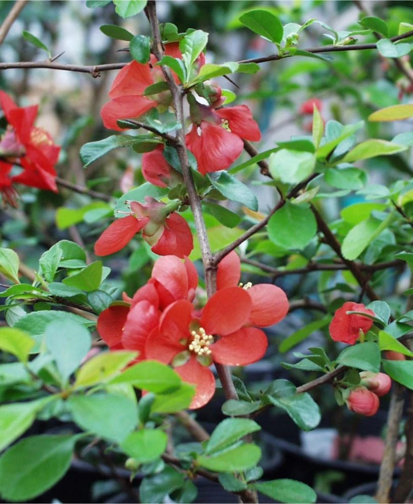 Victory Flowering Quince 1 Victory Flowering Quince