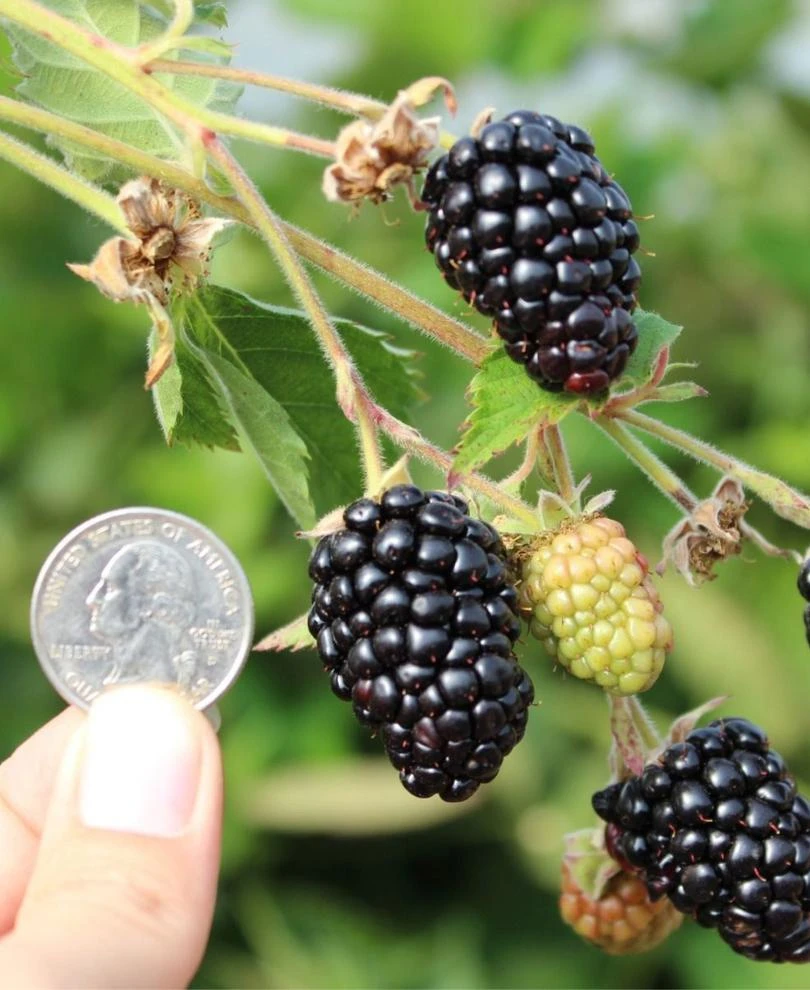 Prime Ark Traveler Thornless Blackberry 1 Prime Ark Traveler Thornless Blackberry