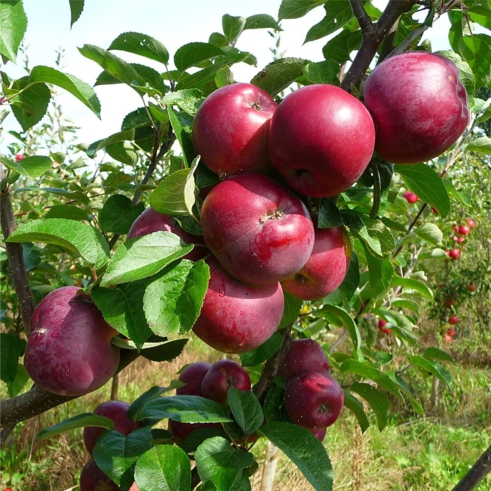Honeycrisp And Spartan Apple Bundle (3 Trees) 1 Honeycrisp And Spartan Apple Bundle (3 Trees)
