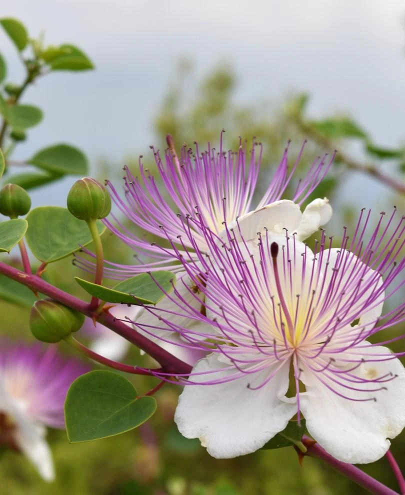 Spineless Caper 1 Spineless Caper