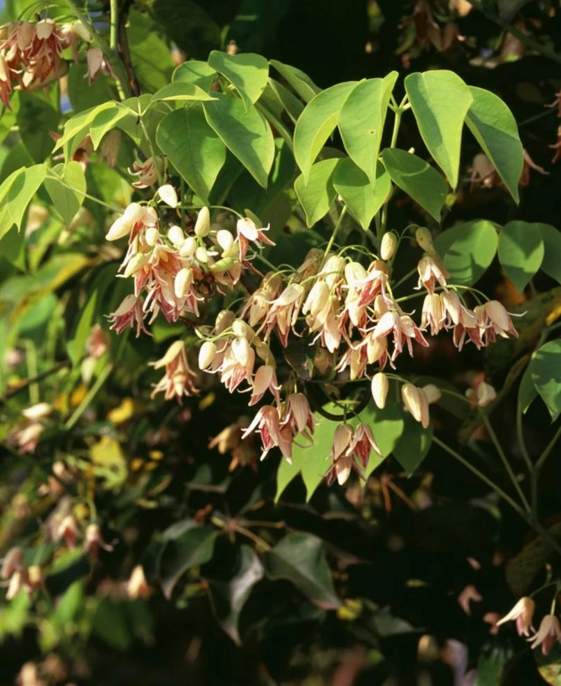 Stauntonia Vine 1 Stauntonia Vine