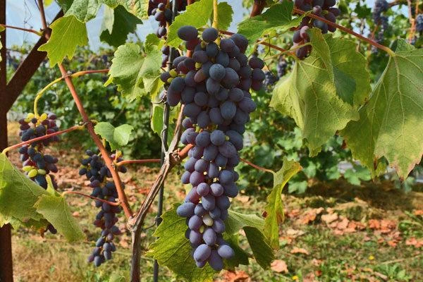 Joy Seedless Grape 1 Joy Seedless Grape