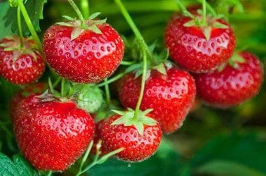 Tillamook Strawberry 1 Tillamook Strawberry