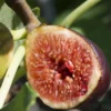 Violette De Bordeaux Fig (Negronne)