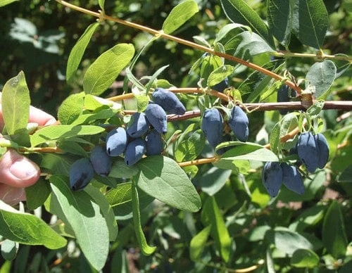 Yezberry® MAXIE™ 1 Yezberry® MAXIE™