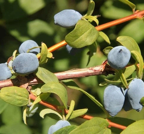 Yezberry® SOLO™ 1 Yezberry® SOLO™