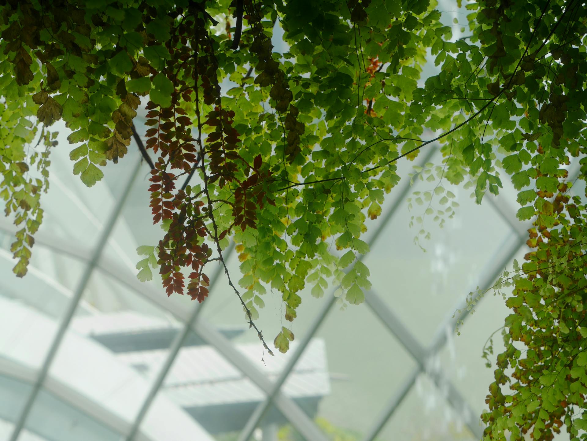 Selected Plant Seed Shop -Selected Plant Seed Shop pexels 1037400476 34886312 1