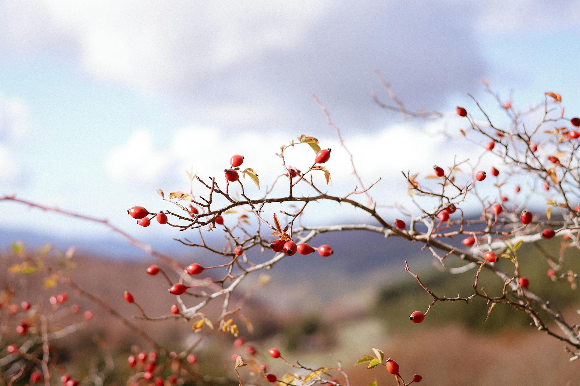 Selected Plant Seed Shop -Selected Plant Seed Shop pexels nati 87264186 34792893